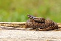 Juvenile Vipera berus basking on wooden plank