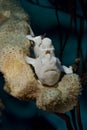 Juvenile Warty frogfish.