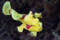 Juvenile Warty Frogfish in Indonesia