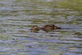 American Black duck duckling feeding on insects in a patch of lily pads. Royalty Free Stock Photo