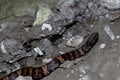 Juvenile Western Cottonmouth