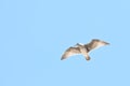 Juvenile Western gull against blue sky  1 Royalty Free Stock Photo