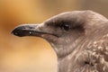 Juvenile Western Gull