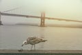 Juvenile western gull  walking on the shore with foggy Golden Gate Bridge in the background Royalty Free Stock Photo
