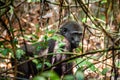 Juvenile Western lowland gorilla