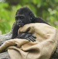 A Juvenile Western Lowland Gorilla Plays with a Sack