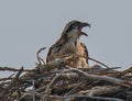 A Juvenile Western Osprey In A Nest In Wyoming