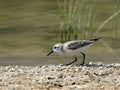 Juvenile Western Sandpiper on a Beach Royalty Free Stock Photo