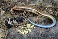 Juvenile Western Skink