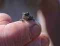 Juvenile Western Toad on a fingertip Royalty Free Stock Photo