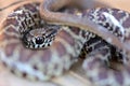 Coluber constrictor mormon Royalty Free Stock Photo