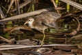 Juvenile White-browed Crake in Queensland Australia