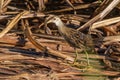 Juvenile White-browed Crake in Queensland Australia