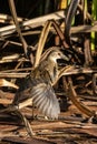 Juvenile White-browed Crake in Queensland Australia