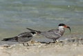 Juvenile White-cheeked tern looking for fish from mother Royalty Free Stock Photo