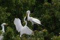 Juvenile White Egret aggressively trying to get fed