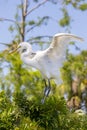 Juvenile White Egret Attempting To Fly Out Of Its Nest Royalty Free Stock Photo