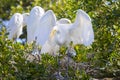 Juvenile White Egret Trying To Fledge