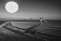 A juvenile White Ibis on the beach under a full moon composite Royalty Free Stock Photo