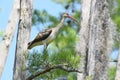 Juvenile White Ibis bird perched on cypress tree with Spanish Moss, Okefenokee National Wildlife Refuge, Georgia USA Royalty Free Stock Photo