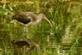 Juvenile White Ibis Royalty Free Stock Photo