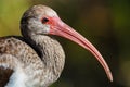 Juvenile White Ibis Eudocimus albus, Everglades National Park Royalty Free Stock Photo