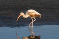 Juvenile White Ibis (Eudocimus albus) Royalty Free Stock Photo