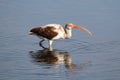 Juvenile White Ibis (Eudocimus albus) Royalty Free Stock Photo