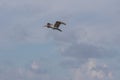 Juvenile White Ibis Flying, J.N. Ding Darling National Wildl
