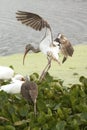 Juvenile white ibis landing in a swamp in Christmas, Florida.