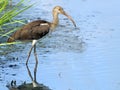 Juvenile White Ibis in Marsh Royalty Free Stock Photo