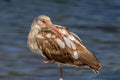 Juvenile White Ibis