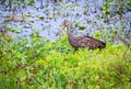 Juvenile White Ibis at Orlando Wetlands near Cape Canaveral.