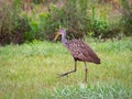 Juvenile White Ibis at Orlando Wetlands near Cape Canaveral.