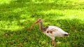 Juvenile White Ibis Royalty Free Stock Photo