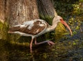 Juvenile White Ibis Wades In March Looking for Food