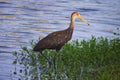 Juvenile White Ibis wading and hunting in water, Florida wildlife, Bird watching photography, royalty free stock image Royalty Free Stock Photo