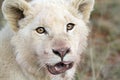 Juvenile white lion