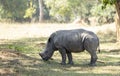 Juvenile White Rhinoceras, Ceratotherium simum, grazing in a national park in Uganda