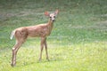 Baby White Tailed Deer Royalty Free Stock Photo