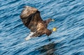 Juvenile White-tailed eagle fishing. Blue Ocean Background. Royalty Free Stock Photo