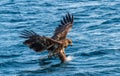 Juvenile White-tailed eagle fishing. Blue Ocean Background. Scientific name: Haliaeetus albicilla, also known as the ern, erne, Royalty Free Stock Photo