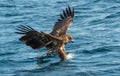 Juvenile White-tailed eagle fishing. Ocean Background. Royalty Free Stock Photo