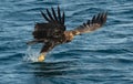 Juvenile White-tailed eagle fishing. Ocean Background. Royalty Free Stock Photo