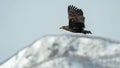 Juvenile White tailed eagle in flight. Snow-covered mountain on the background. Winter season. Scientific name: Haliaeetus Royalty Free Stock Photo