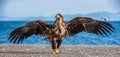 Juvenile White-tailed eagle is landed. Scientific name: Haliaeetus albicilla, also known as the ern, erne, gray eagle, Eurasian