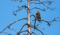 Juvenile White-tailed eagle perched on the old dry tree. Royalty Free Stock Photo