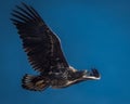Juvenile White Tailed Eagle Soaring in Clear Blue Sky Royalty Free Stock Photo