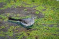 Juvenile white wagtail or Motacilla alba eats botfly