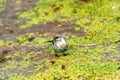 Juvenile white wagtail or Motacilla alba eats botfly